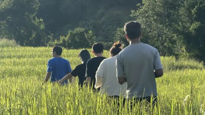几个人从稻田边向树林方向行走
